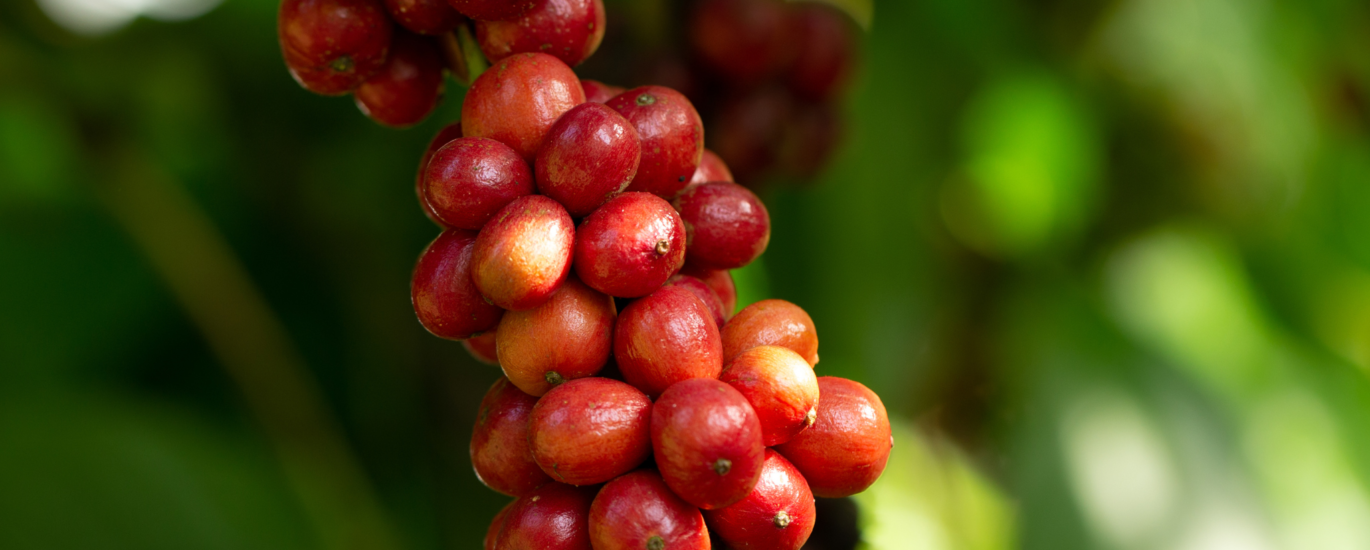 Hạt Cà Phê Robusta Honey