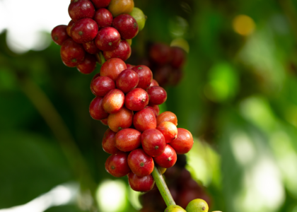 Hạt Cà Phê Robusta Honey