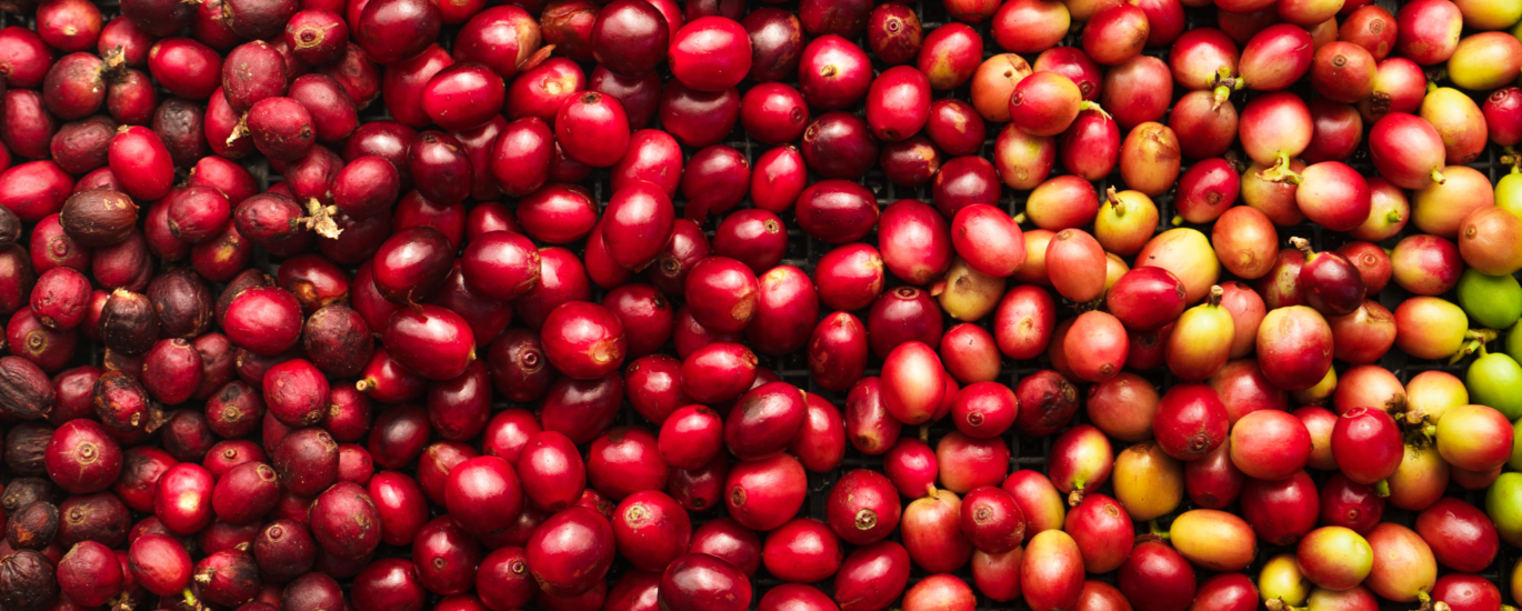 Cà phê hạt rang robusta honey gia lai