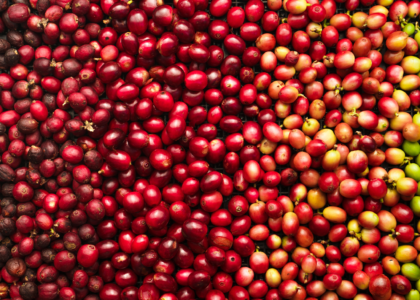 Cà phê hạt rang robusta honey gia lai
