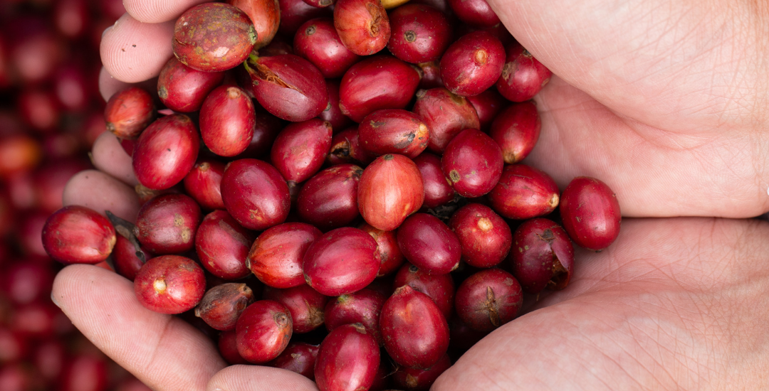 Cà phê Robusta Honey Gia Lai