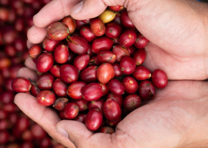 Cà phê Robusta Honey Gia Lai