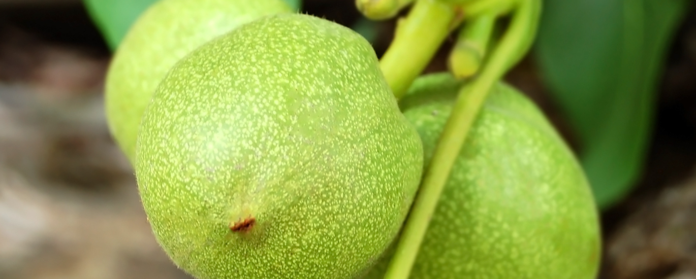 Hạt Macca tươi giá 90k/kg