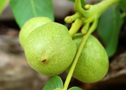 Hạt Macca tươi giá 90k/kg